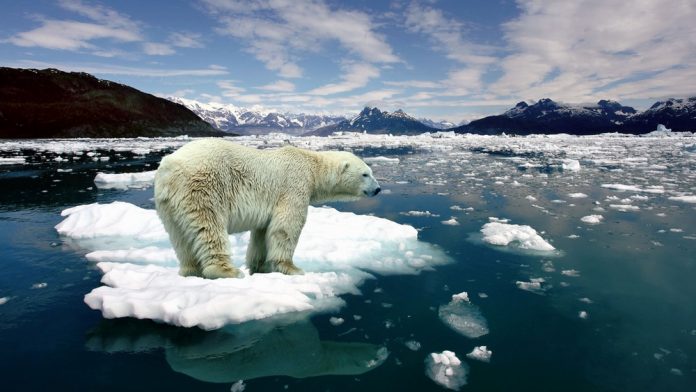 melting-ice-polar-bear-on-206311
