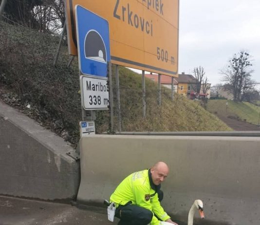 MARIBOR: Laboda zašla na zelo prometni cesti