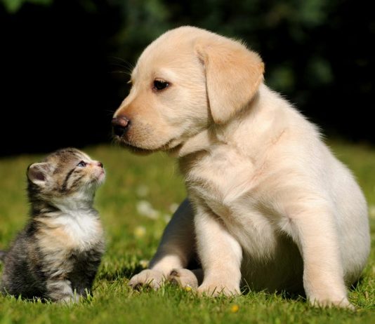 Koprska občina svojim občanom subvencionira polovico zneska kastracije in sterilizacije lastniških mačk