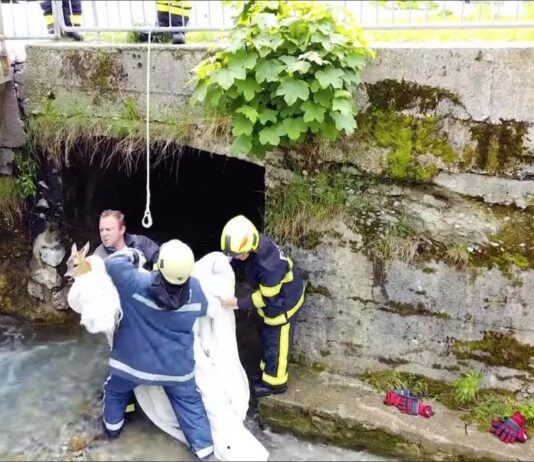 (VIDEO) Tržiški gasilci iz vode rešili nemočno srnico
