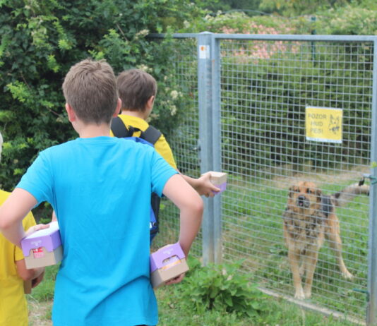 V Obalnem zavetišču na posvojitev čaka več kot 100 mačk in psov