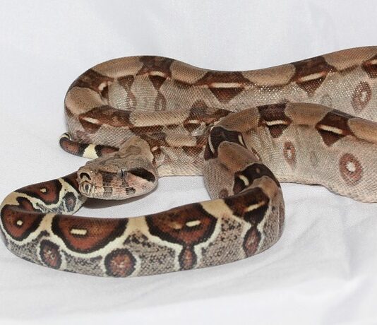 V stanovanju v koprskih Prisojah našli kačo