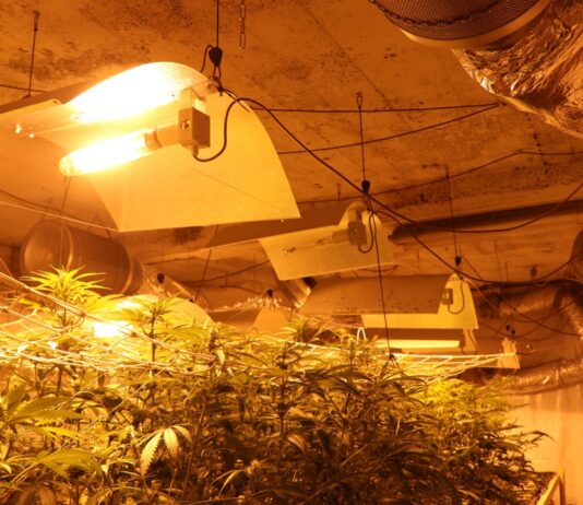 (FOTO) Kozinski policisti odkrili velika gojišča trave, glavni osumljenec na begu