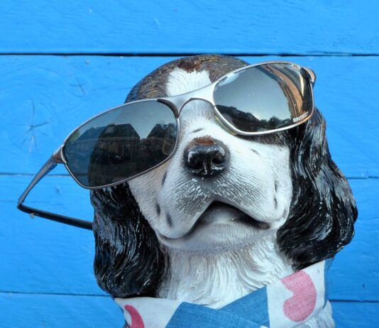 Koper bo konec tedna gostitelj mednarodne razstave psov