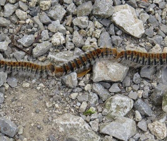 Pozor! Porast gosenic nočnega metulja, ki so nevarne ljudem in živalim