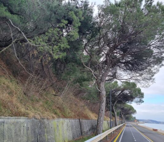 Sanirali bodo drevored pinij med Koprom in Izolo